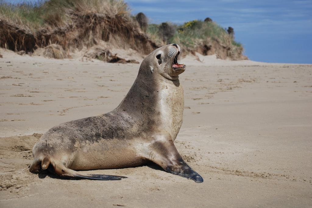 Catlins Newhaven Holiday Park Owaka Quarto foto